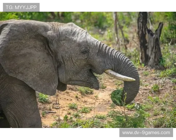 《在深夜的荒废屋中，假人竟然开始行动，背后隐藏着恐怖的秘密》